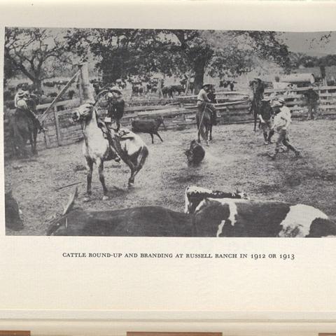 Photograph, Cattle round-up and branding at Russell Ranch in 1912 or 1913, Cattle on the Conejo