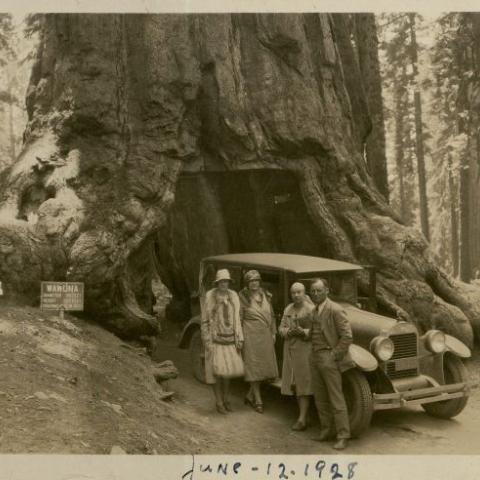 Photograph of the Mulholland family at the Wawona Tunnel Tree in Yosemite, June 1928