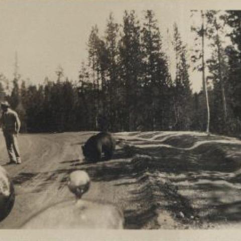Photograph of a bear encounter in Yosemite
