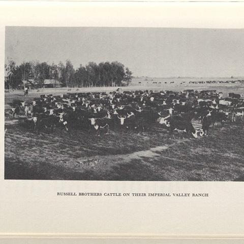 Photograph, Russell brothers cattle on their Imperial Valley ranch. Cattle on the Conejo