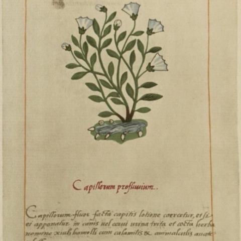 Xiuhamolli, used to cure hair loss