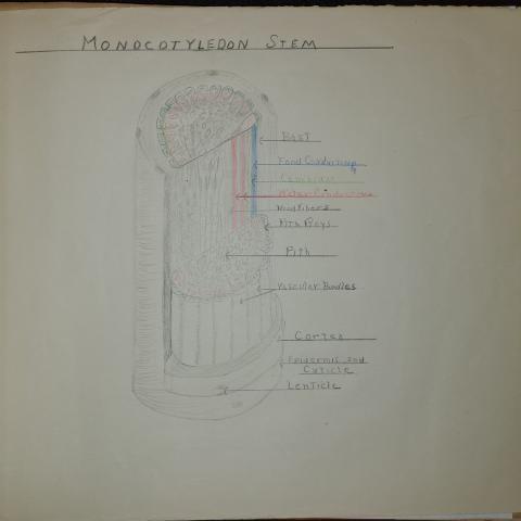 Anatomy of a monocotyledon stem, from high school herbarium