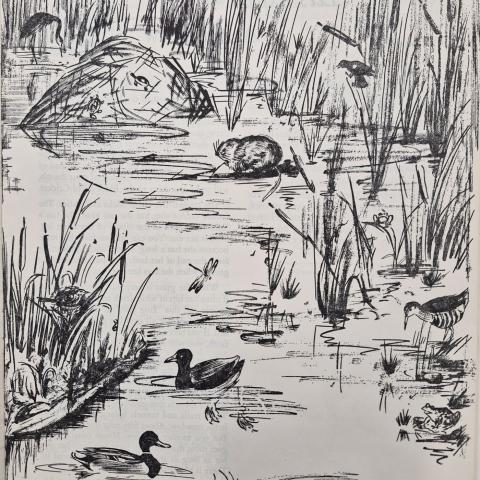 An illustration of the marsh