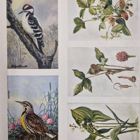 Illustrations of birds and plants