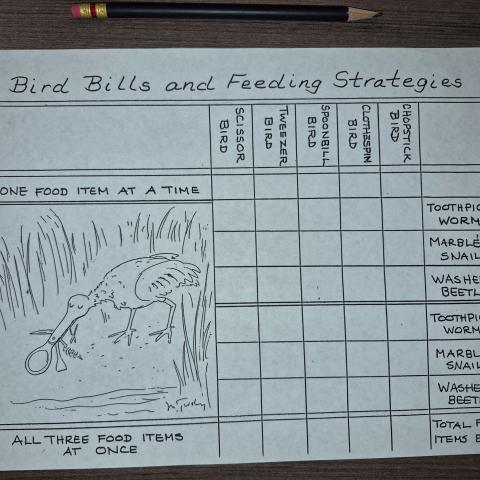 Classroom activity worksheet