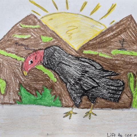 Drawing of turkey vulture