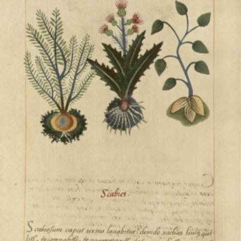 Three plants used to treat scabies