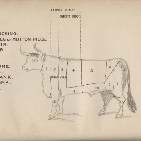 Illustration of cuts of beef