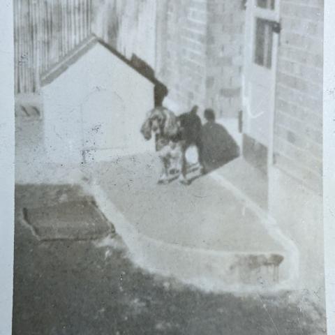 Pete, General James Van Fleet's dog, ca. 1946-1952, Fred M. Greguras Papers