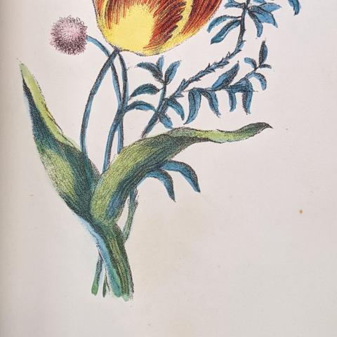 Daisy, Wallflower, and Tulip message, "Your innocence and fidelity in misfortune have caused me to declare my love for you," The Language of Flowers: The Floral Offering: A Token of Affection and Esteem; Comprising The Language and Poetry of Flowers by Henrietta Dumont, GR780.D86 1869
