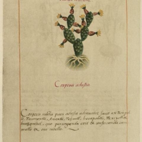 Tlatocnochtli, used to heal burns