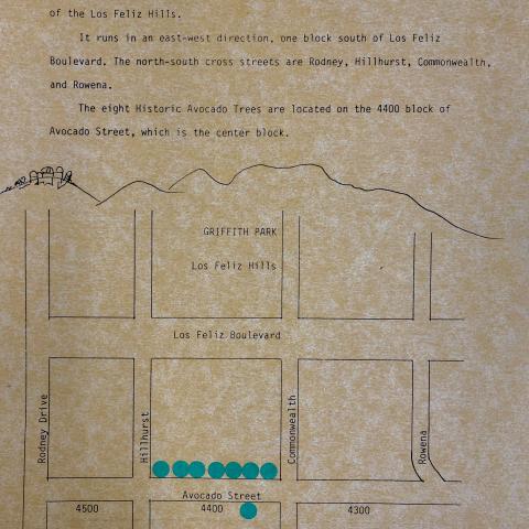 Map of the location of the Avocado Trees from the Historic Avocado Trees Binder 