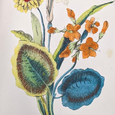 Narcissus, Scarlet Geranium, Marigold message, "Your self-love and stupidity excite my pity," The Language of Flowers: The Floral Offering: A Token of Affection and Esteem; Comprising The Language and Poetry of Flowers by Henrietta Dumont, GR780.D86 1869