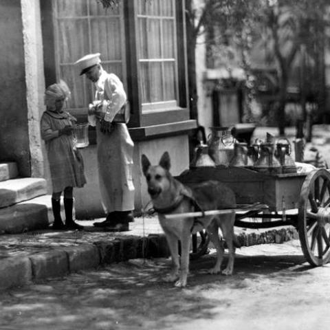 Milk delivery by dog cart, Ventura Boulevard and Lankershim Boulevard, Studio City, circa 1910, ID: LAVC34