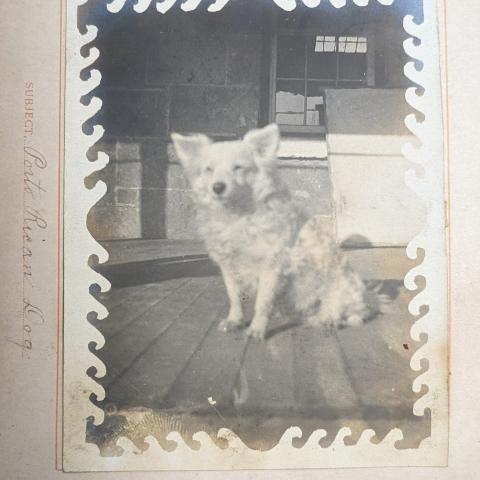 "Porto Rican Dog," ca. 1898, Fred M. Greguras Papers