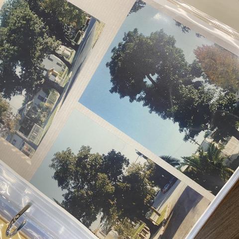 Photographs of the Avocado Trees