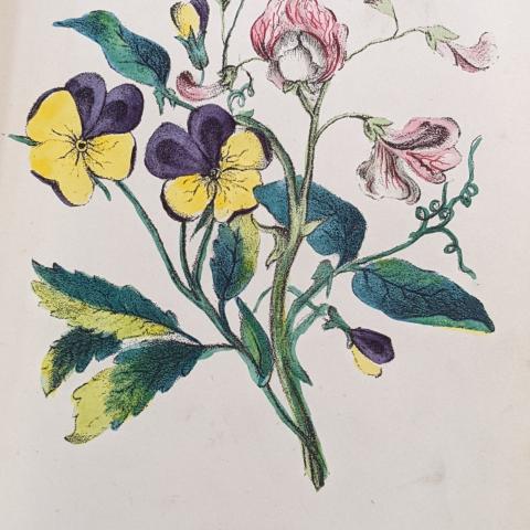 Sweet Pea, Pansy message, "I depart. Think on me," The Language of Flowers: The Floral Offering: A Token of Affection and Esteem; Comprising The Language and Poetry of Flowers by Henrietta Dumont, GR780.D86 1869