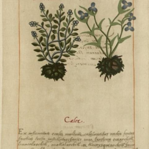 Xaltomatl and matlalxochitl, used to treat ailments of the eye