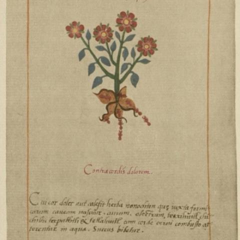 Nonochton azcapa'yxua, used to treat canker sores