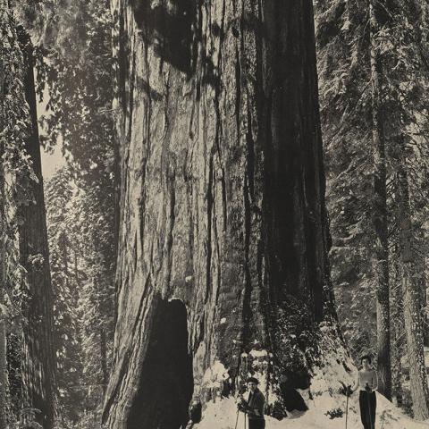 Giant Sequoias in Yosemite