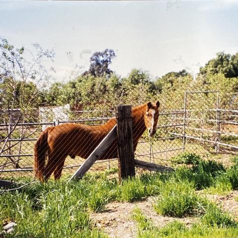 Equine resident of the Stonehurst Historic District of Los Angeles. 