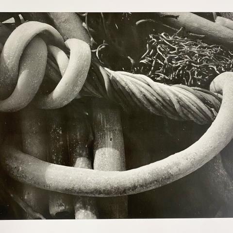 "Plate 5, Kelp, 1930" photographic print by Edward Weston, F868.M7 W4 1950