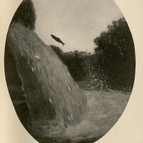 “Leaping Rainbow Trout"