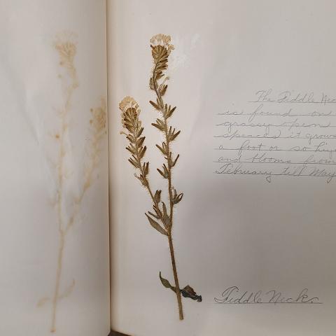 Fiddleneck flower, with imprint opposite page, from elementary school herbarium