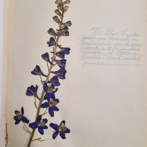 Blue Larkspur, from elementary school herbarium