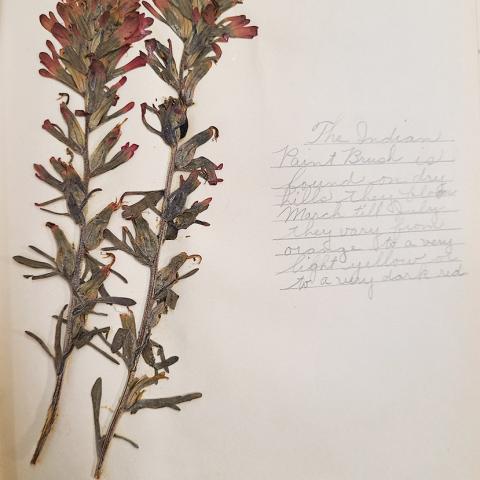Indian Paint Brush, from elementary school herbarium