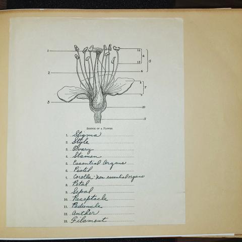 Anatomy of a Flower, from high school herbarium