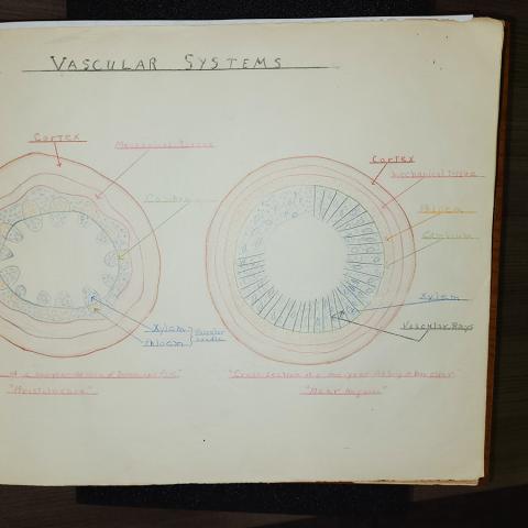 Cross section of a stem’s vascular system, from high school herbarium