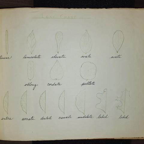 Leaf chart, from high school herbarium