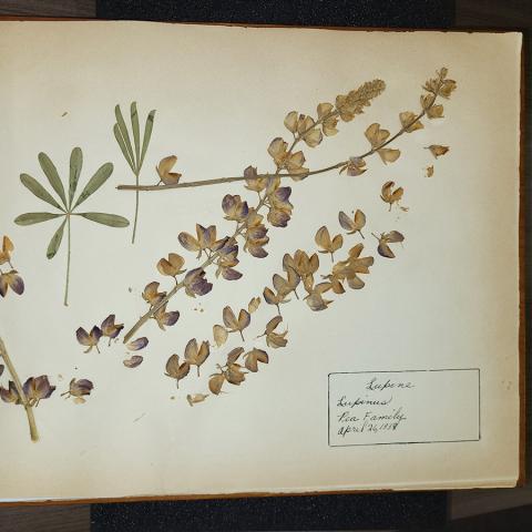Lupine, from high school herbarium