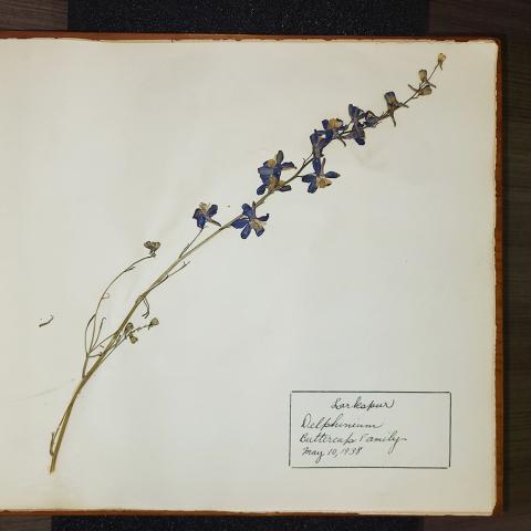 Larkspur, from high school herbarium