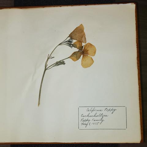 California Poppy, from high school herbarium