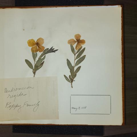 Dendromecon rigida, from high school herbarium