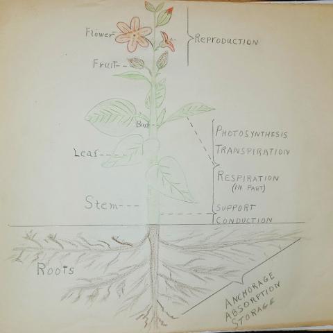 Anatomy of a flowering plant, from high school herbarium