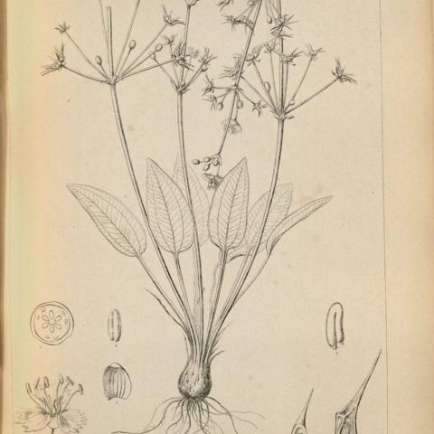 Drawing, Alisma Californica (Norther Water-Plantain) 