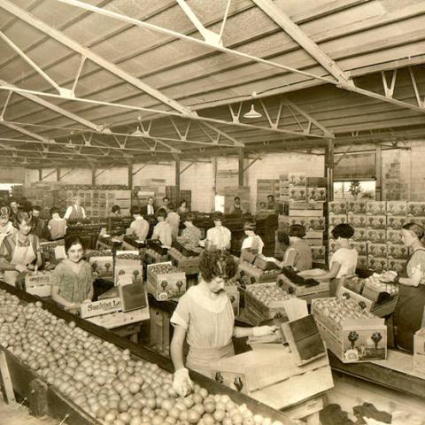 Luz Mendez Calvo at work, on the left next to the Sunkist crate, ca. 1930.  San Fernando Valley History Digital Library