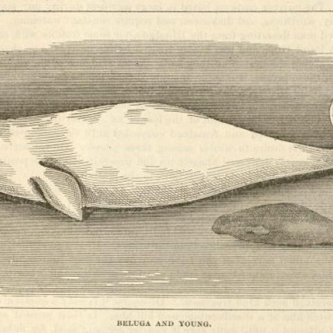 Drawing of a Beluga whale and her young. F908 .U65 1884