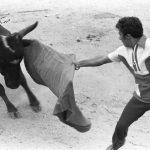 Bullfighter taunting bull, 1975