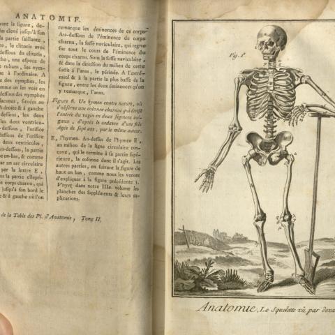Anatomy Plate 1, AE25.E551 Vol. 2