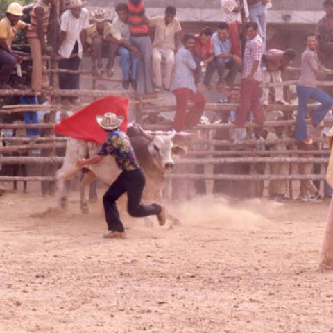 Bullfighter waving a cape in front of bull, San Basilio de Palenque, 1976