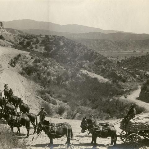Mules hauling cement to mixer at Deadman's Syphon