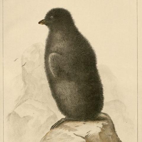 Color drawing of crested auk. F908 .U672