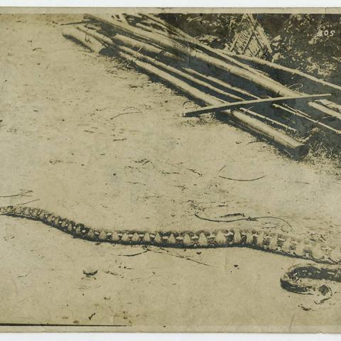 Snake, ca. 1910, Donald Hiram Stilwell Photograph Collection, DHS_01-02_04_001