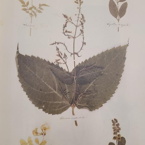 Plate 1: Two types of jasmine, privet, horse balm, and barberry