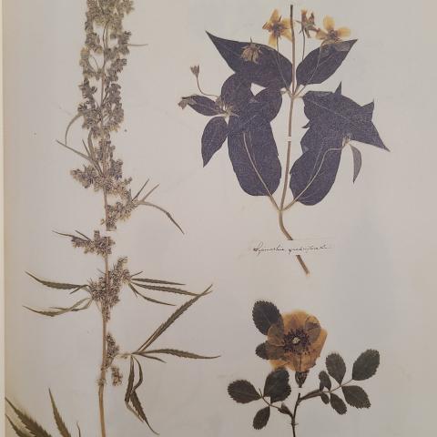Plate 11: Marijuana, loosestrife, and pasture rose