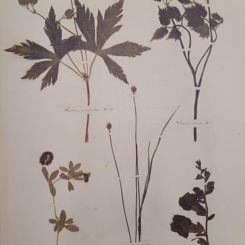 Plate 15: Geranium, baneberry, clover, yellow-eyed grass, and snapdragon